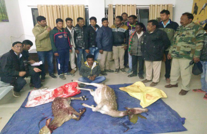 बारनवापारा : वन विभाग के कर्मचारी के साथ मिलकर किया चीतलों का शिकार, वन विभाग की गश्ती दल ने एक शिकारी को पकड़ा, तीन अभी भी फरार