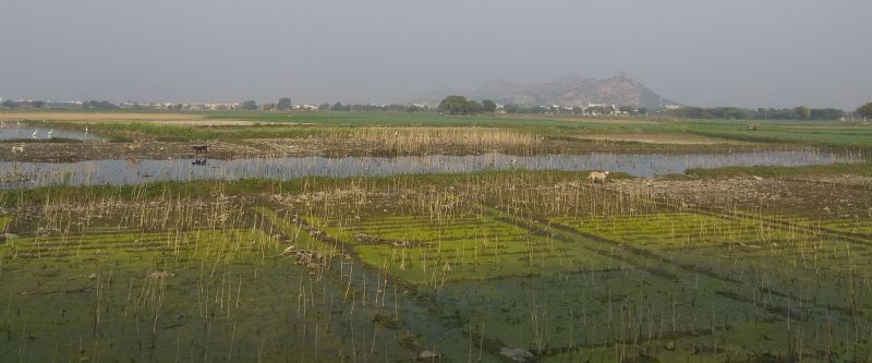 Slow poison : सावधान! आपकी थाली में पहुंच रहा जहर