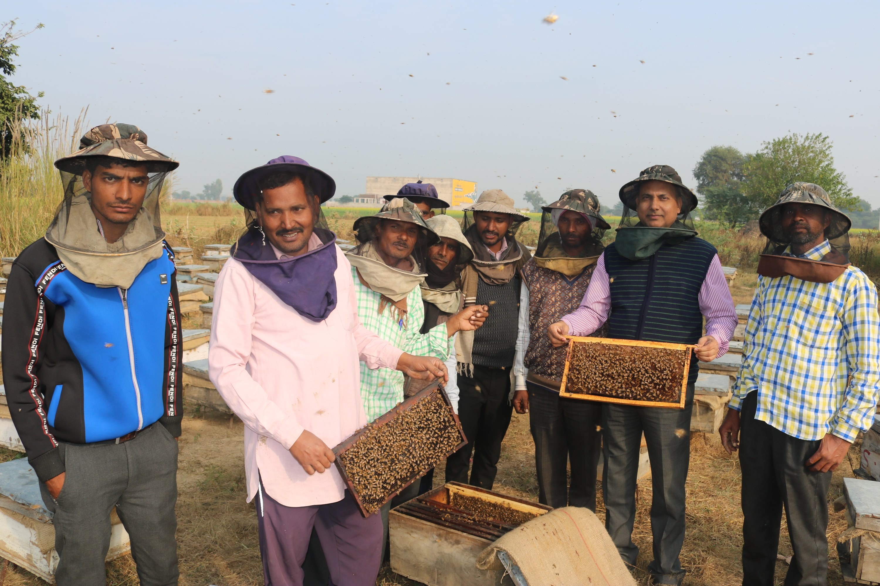 सरसों उत्पादन के साथ मधुमक्खी पालन करें किसान, होगा कई गुना मुलानाफा