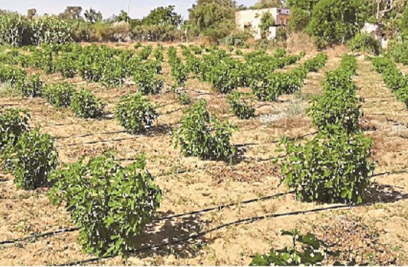 Figs started growing in the desert too