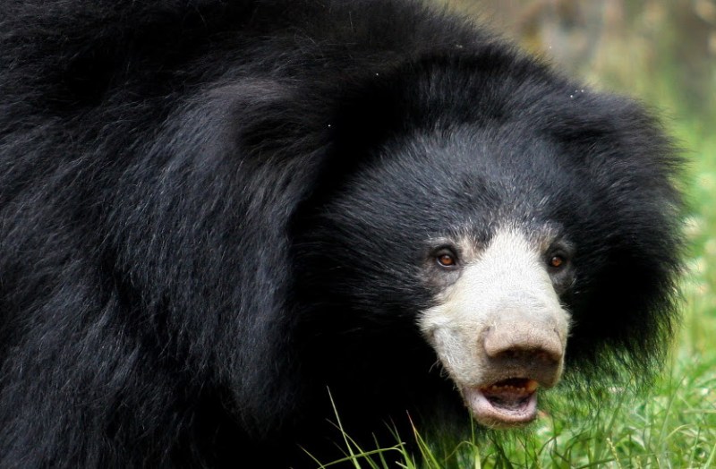 पेड़ के पीछे छिपे दो भालुओं ने ग्रामीण पर कर दिया हमला, ग्रामीण ने ऐसे बचाई जान