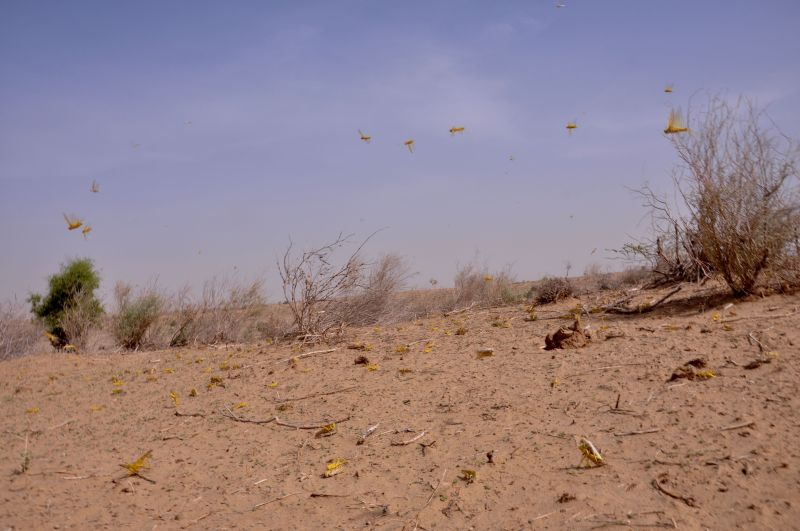 Locusts continue to come from Pakistan