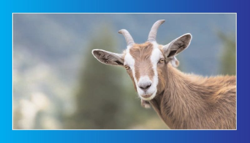 Goat Research Center