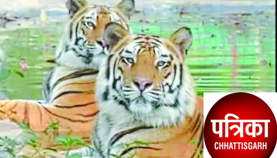 नौ सालों में प्रदेश में 21 बाघों और 50 से अधिक तेंदुओं की खाल मिली, पुलिस-वनकर्मियों व शिकारियों की सांठगांठ का खेल