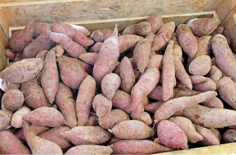 अल्सर, मधुमेह, कब्ज और एसिडिटी के लिए फायदेमंद है शकरकंद