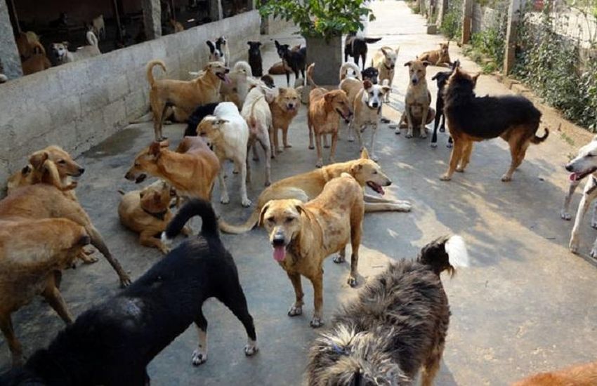शहर में घूम रहे आवारा कुत्तों की नसबंदी के लिए एक और एजेंसी नियुक्त