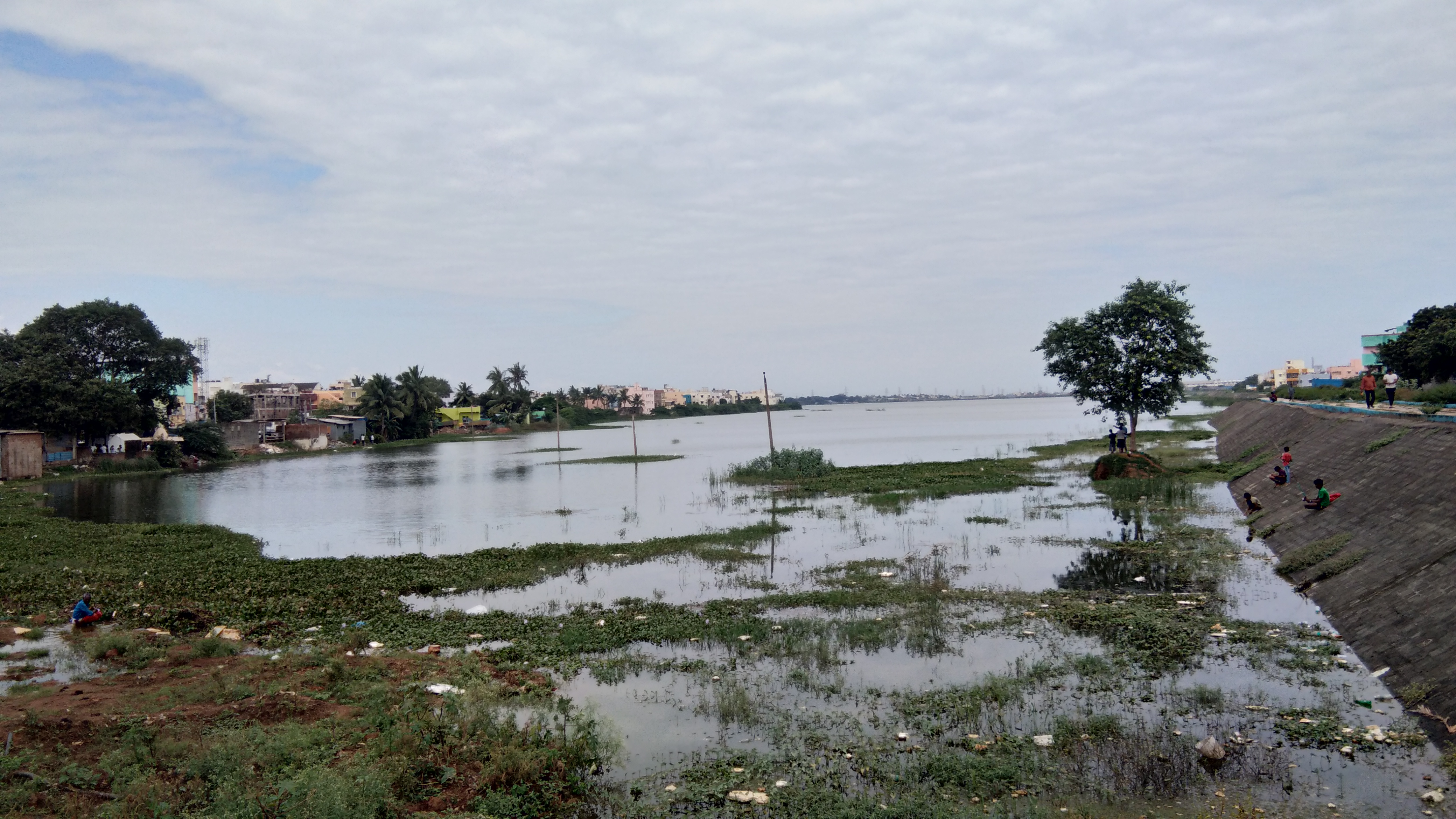 Tamilnadu रेटेरी झील में फैल रहा जलकुंभी का जाल