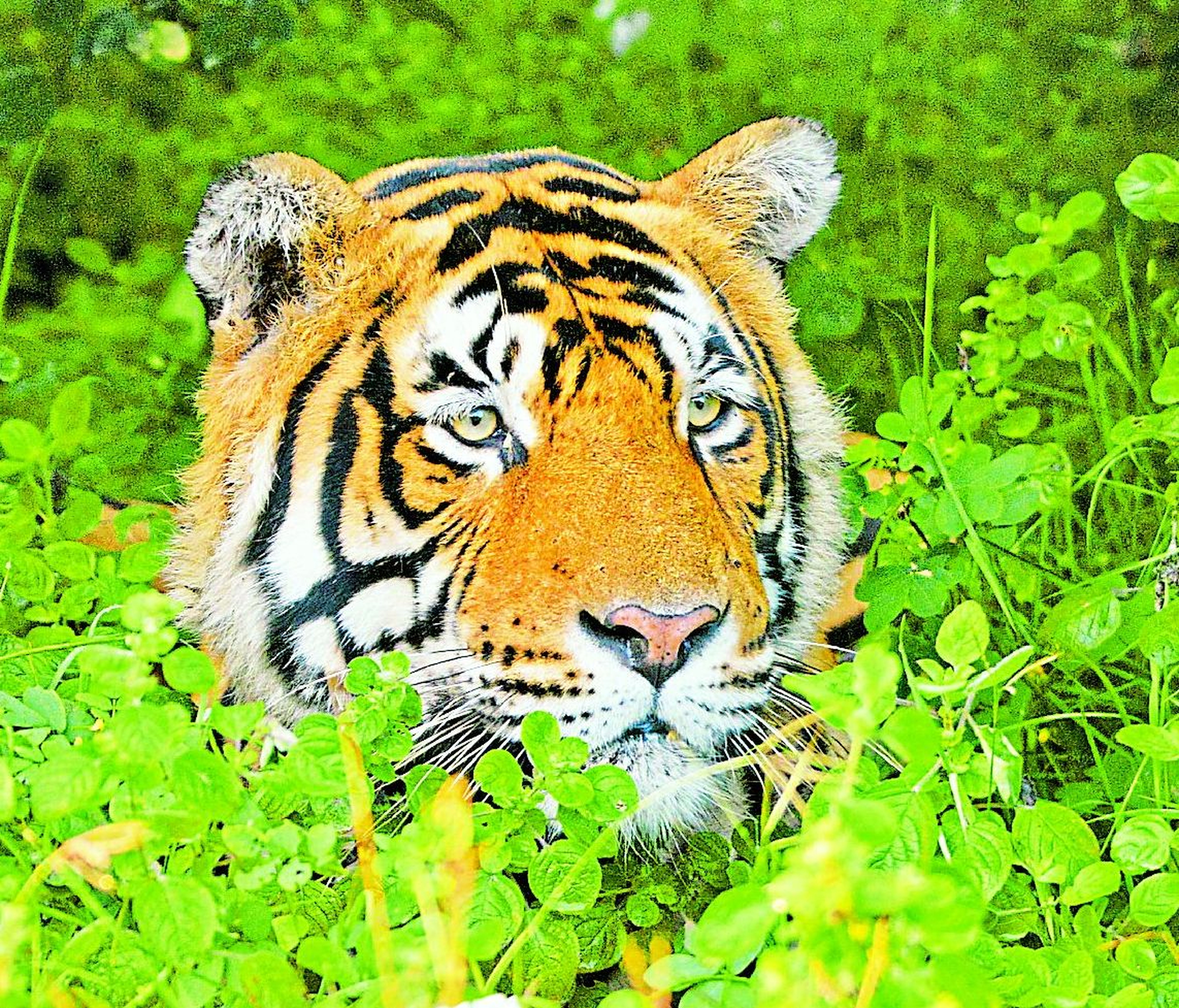 Food of tigers of Mukundara Reserve will come from Delhi