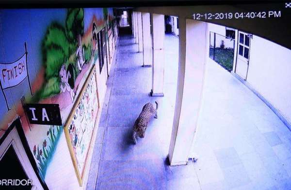 जयपुर शहर के बीचों-बीच रिहायशी इलाके में घुसा पैंथर देखे तस्वीरें