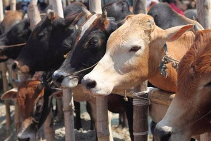 supreme-court-of-india-issues-notice-on-cattle-slaughter.jpg