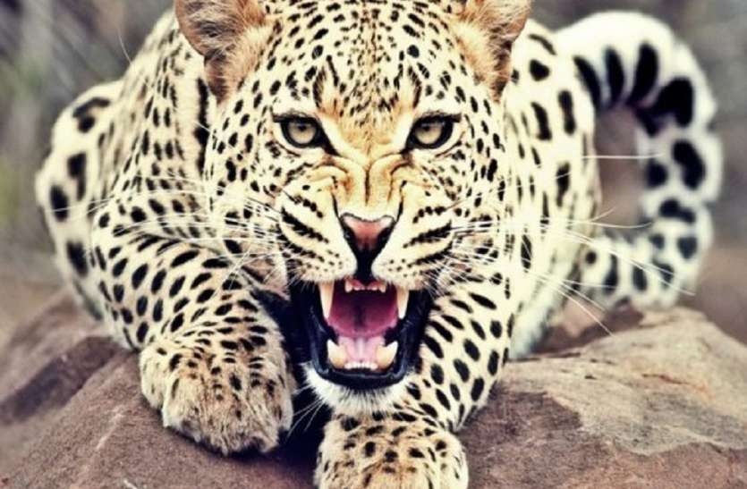  leopards 