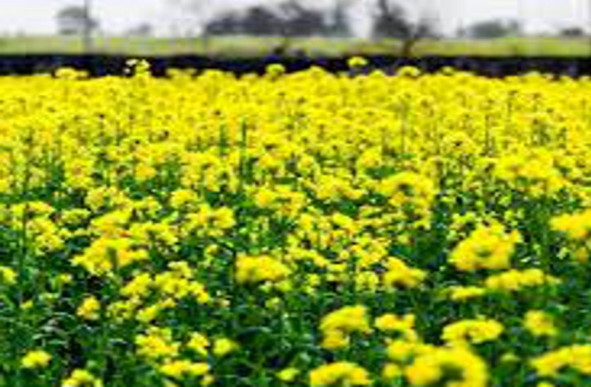 mumustard-covered-the-yellow-sheet-spring-sprouted-on-the-fieldsstard crop