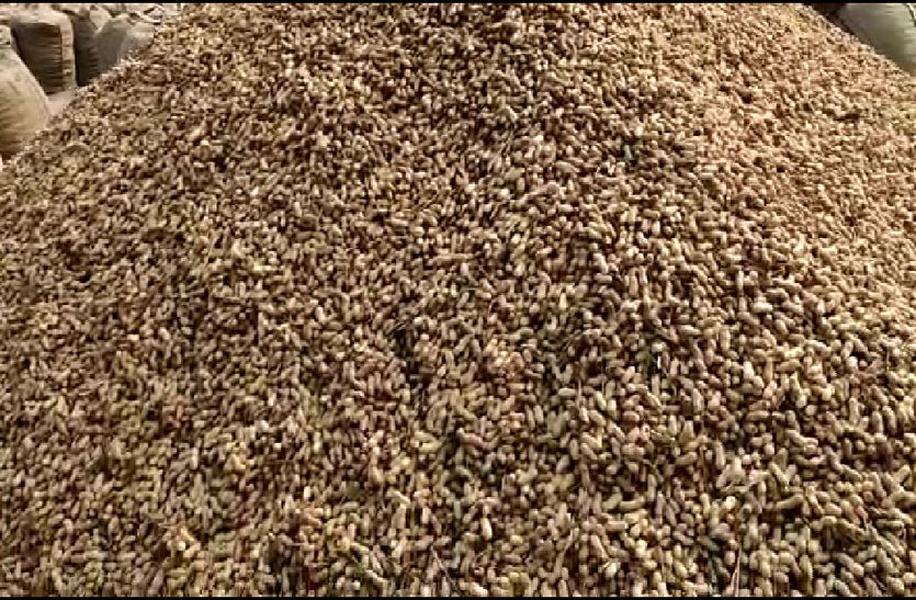 बारिश के कारण मूंगफली की तुलाई बंद, किसान परेशान
