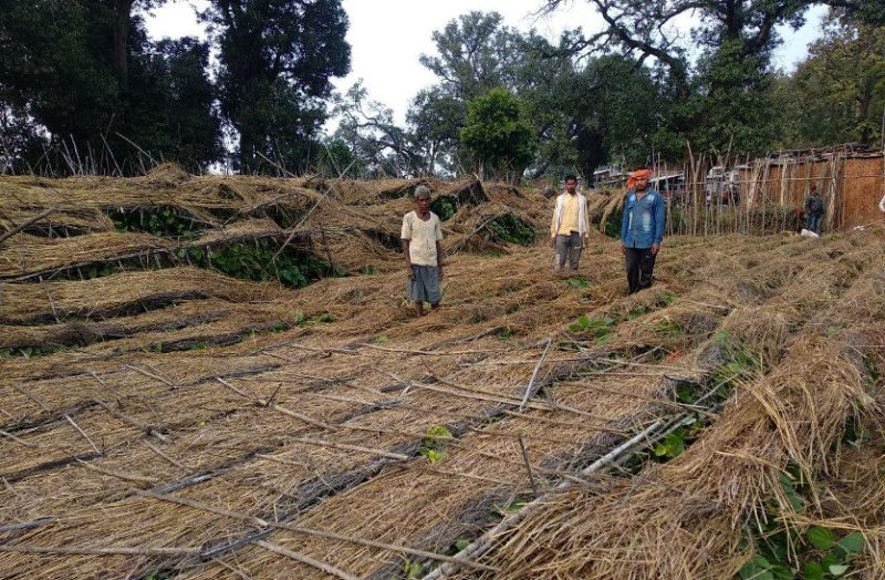 Pan crop wasted due to rain in katni