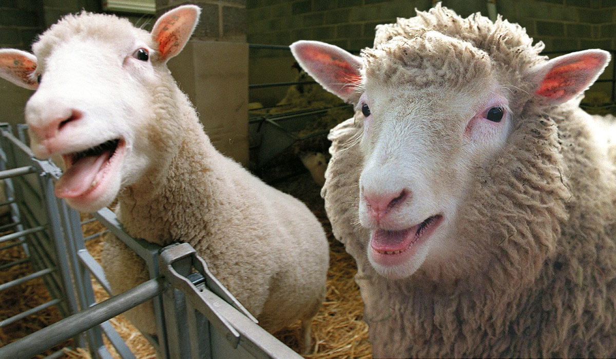Sheeps become Overactive