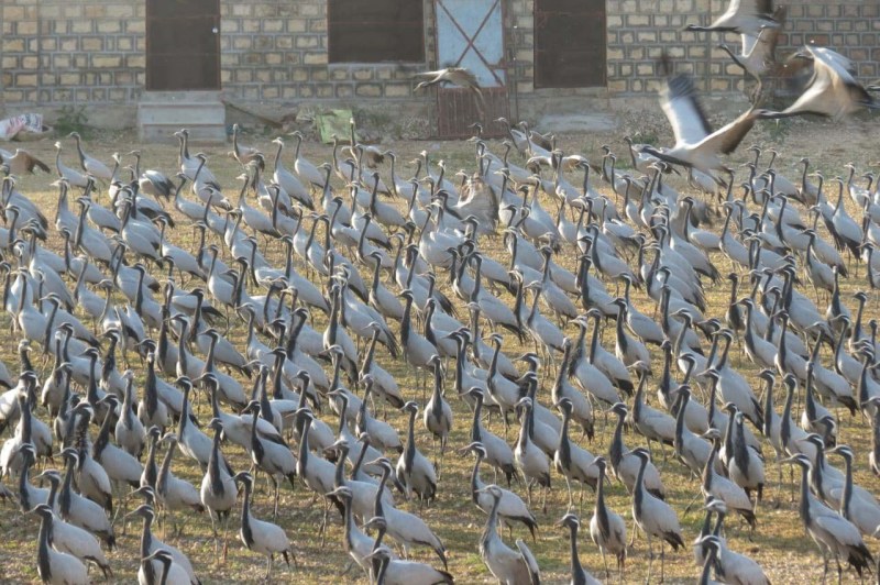 फलोदी. कुरजां की अठखेलियां