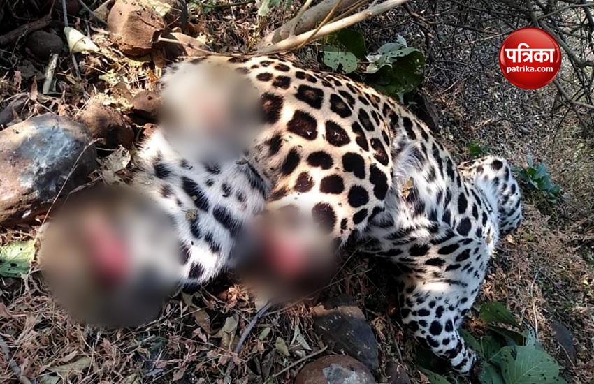 some people killed leopard