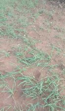 बारिश ने कहीं पहुंचाई राहत तो कई जगह बनी आफत, ओलावृष्टि से फसल को हुआ नुकसान