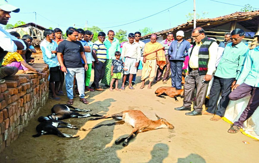 शिविर में इलाज के बाद 6 बकरियों की हुई मौत