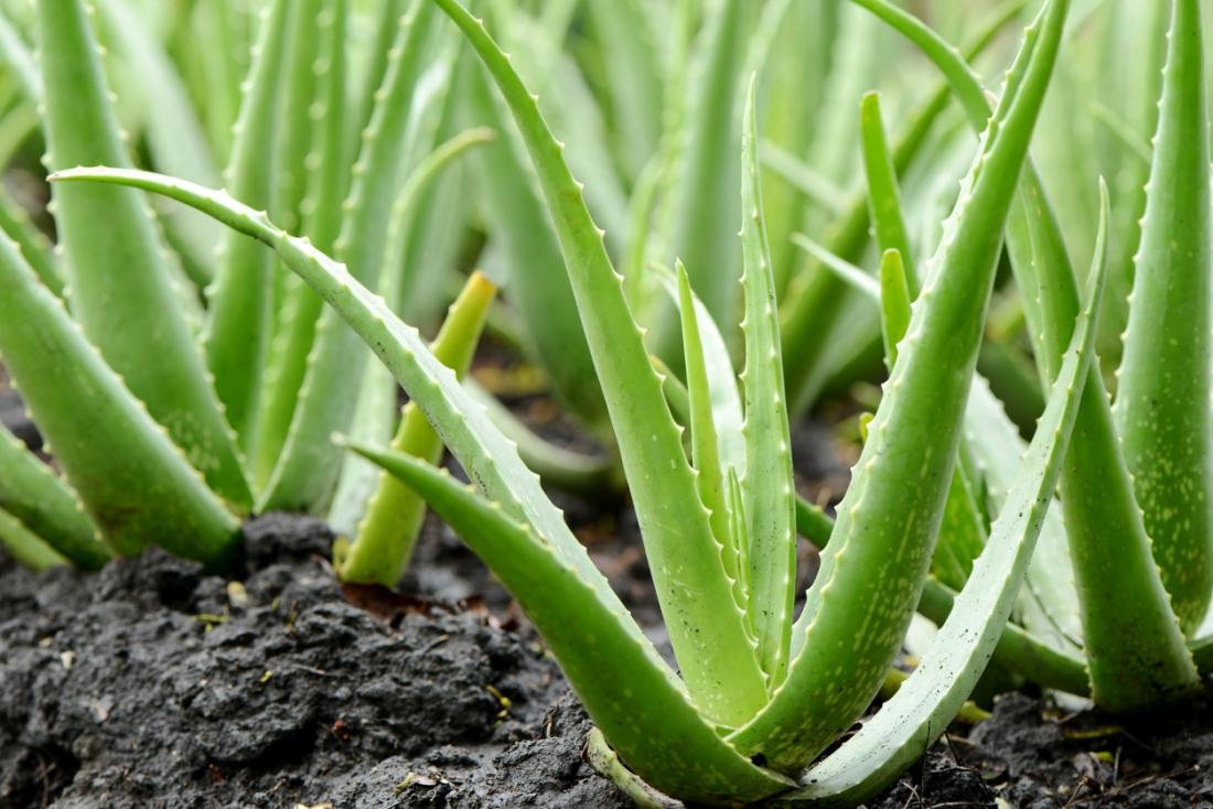 Aloe vera : घाटे का सौदा ग्वारपाठा खेती : जाट