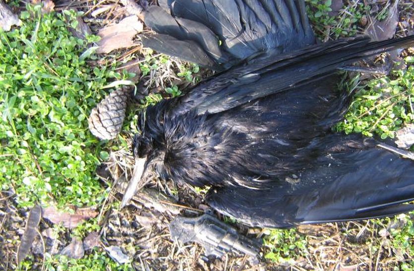 crow death in ajmer
