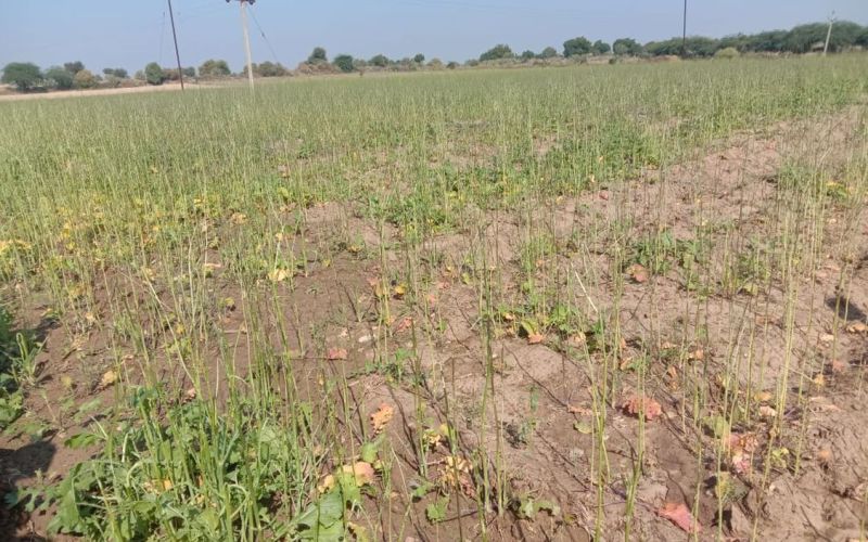 - सवेरे टिड्डी को नष्ट करने के लिए बाड़मेर, जालोर से टीमें पहुंची सीमा क्षेत्र में इधर, हवा के रुख में बदलाव के साथ गुजरात राज्य में वाव तक पहुंची टिड्डी