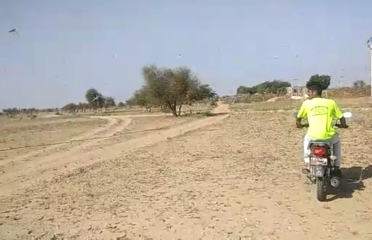 Locusts harmed cumin crop in jaisalmer