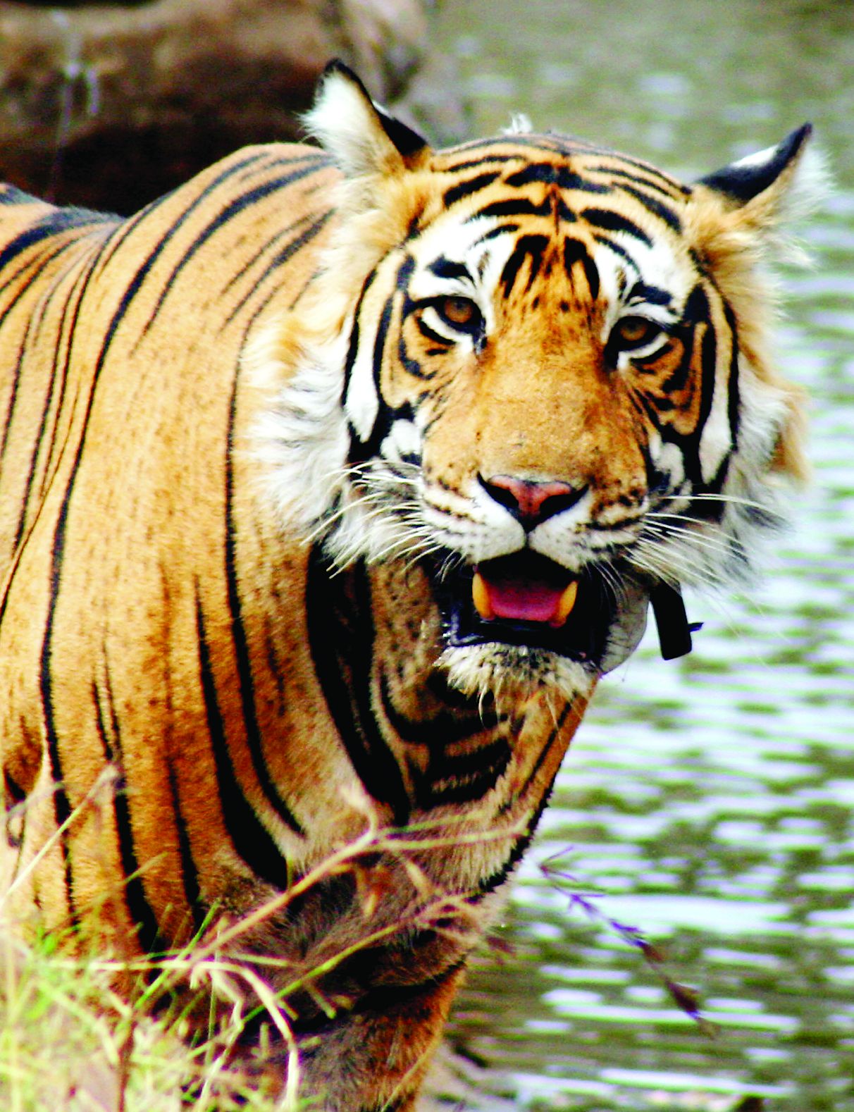 सरिस्का में बाघों को  हो सकता है टेरिटरी का संकट