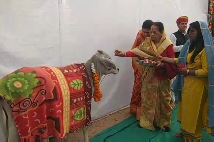 जोधपुर के गांधी मैदान में शुरू हुई गो कृपा कथा, गौ पूजन से हुआ आगाज