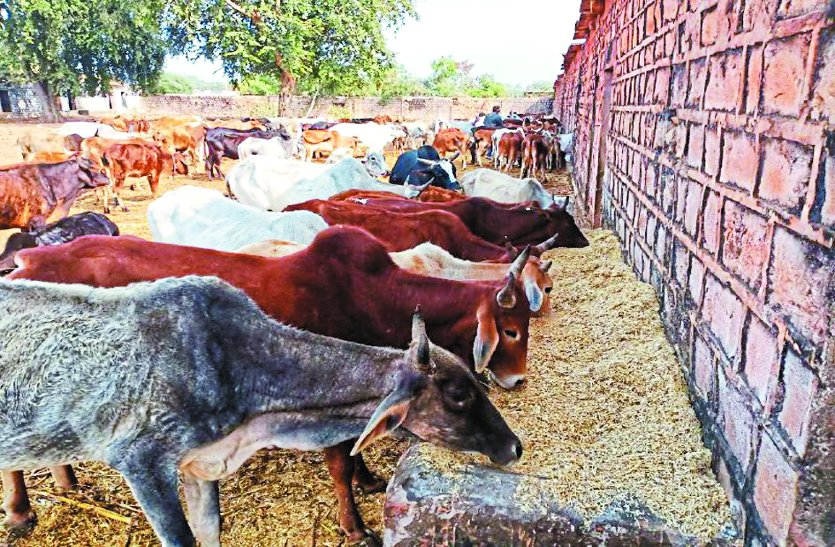 scam of food supply for cattle's in shivpuri district gau shala