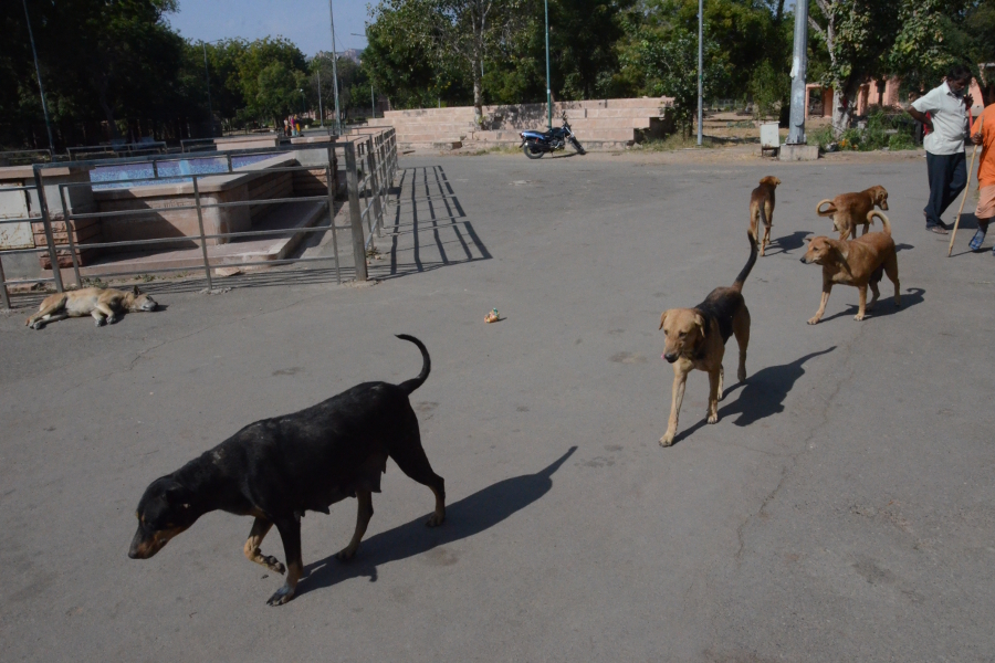 jodhpur famous public park umaid garden is in poor condition