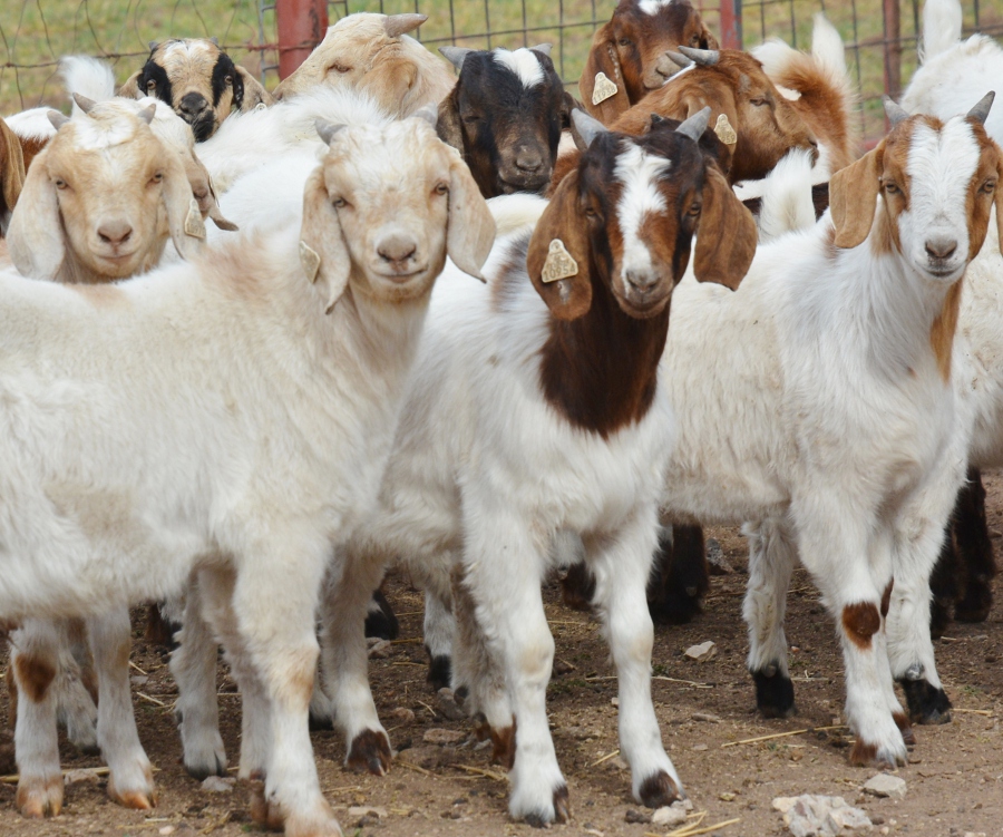 25 goats stolen at night