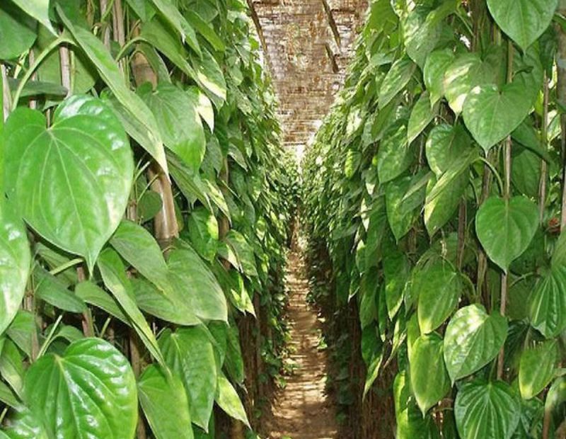 कभी पाकिस्तान के लब होते थे 'लाल, अब पान की खेती पर कानोड़ को 'मलाल