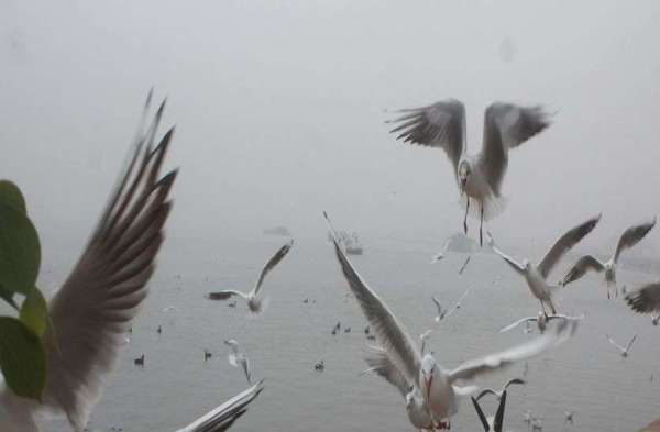म्हारे घर पधारया परदेसी पावणा.......देखें तस्वीरें