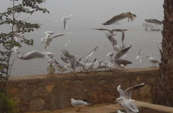 म्हारे घर पधारया परदेसी पावणा.......देखें तस्वीरें