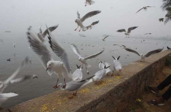 म्हारे घर पधारया परदेसी पावणा.......देखें तस्वीरें