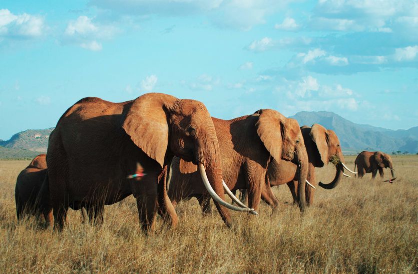 इन्फ्रासोनिक ध्वनि संकेतों के जरिए बातचीत करते हैं हाथी