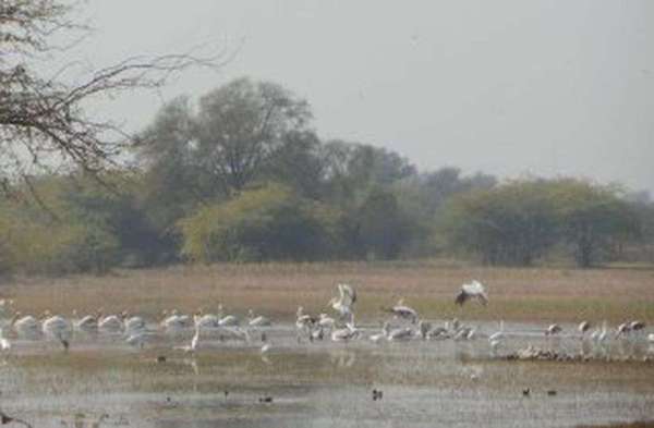 परदेसी पावणों की परवाज़.....