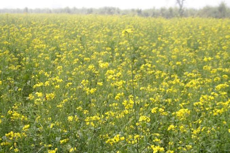 mustard farming in rural areas of jodhpur