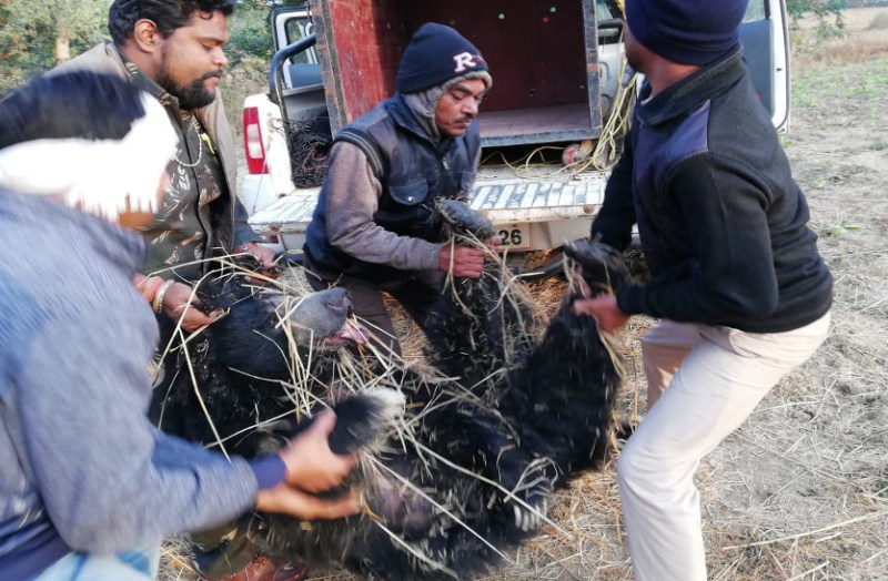 भालू हमले में दो लोगों की मौत, बिलासपुर-रायपुर से पहुंची रेस्क्यू टीम की मदद से विभाग ने ट्रैंकुलाइज कर पकड़ा