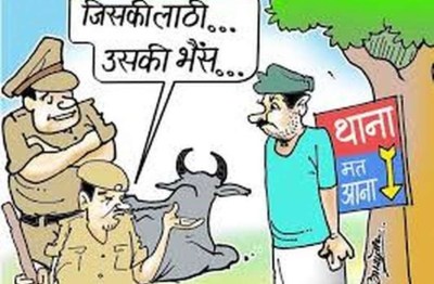 हर साल चोरी होती है एक करोड़ रुपए की भैंस, पुलिस नहीं कर पाती 10 फीसदी की भी बरामदगी