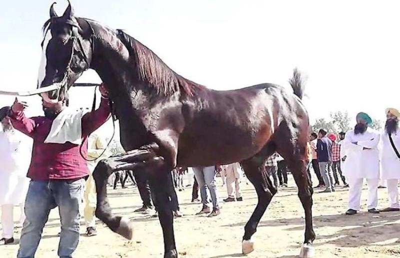 Costliest horse shaan