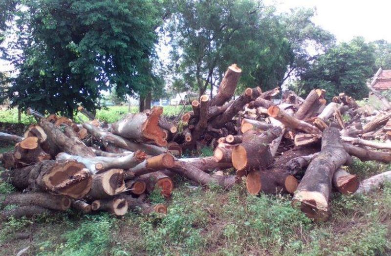 बढ़ते प्रदूषण की किसे है चिंता, बेंगलूरु में काटे जायेंगे 500 पेड़ !