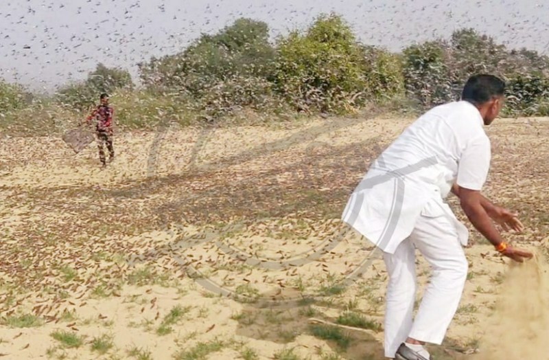 Locust caused havoc within 100 km, farmers' conscious collapse