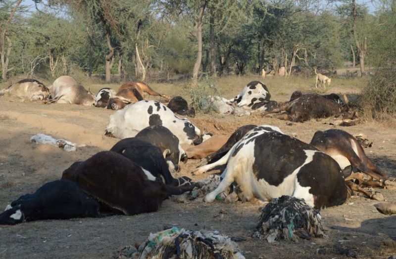 राजस्थान: गोशाला में 150 गायों की हत्या ! एक साथ इतनी लाशें देख फट पड़ा कलेजा