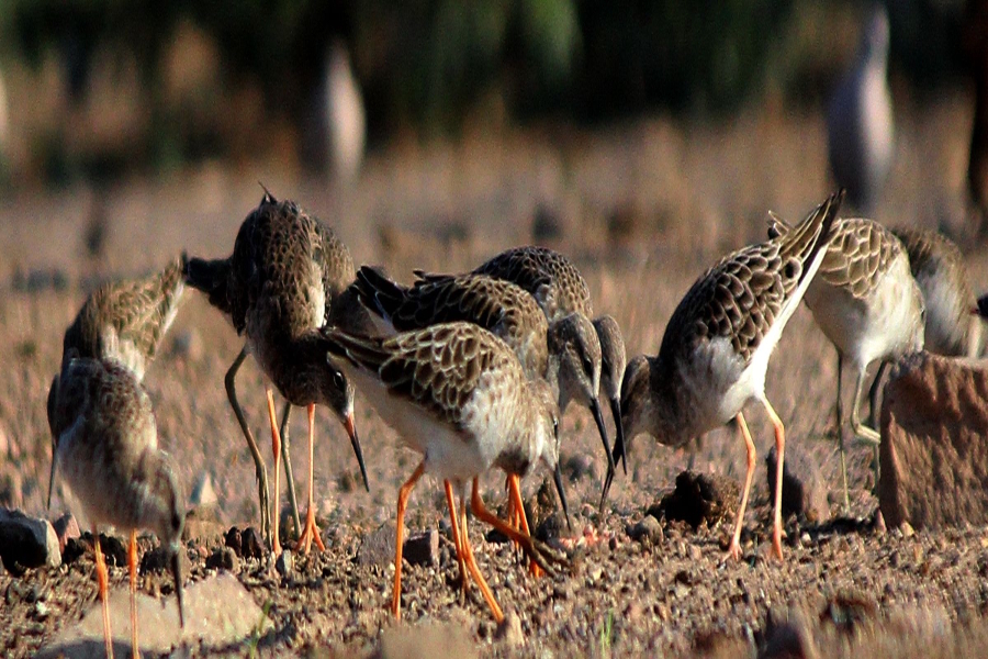 migratory birds ruff come to wetlands of jodhpur