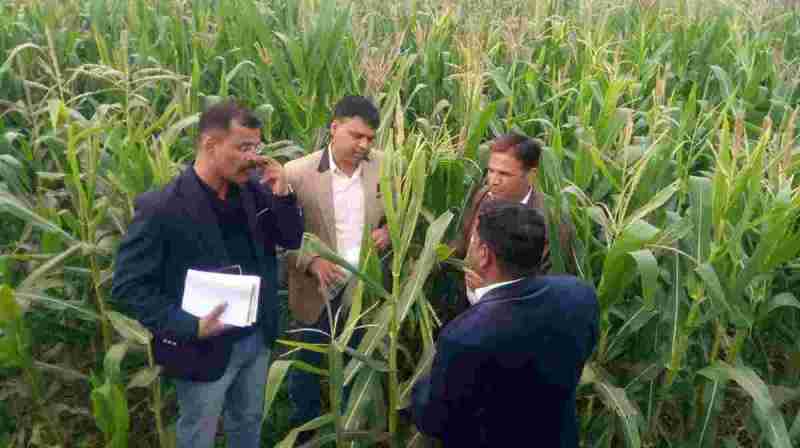 कांठल में रबी मक्का में फॉल आर्मीवर्म की आशंका