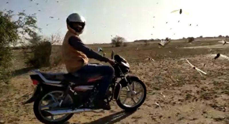 Locust attack in border area