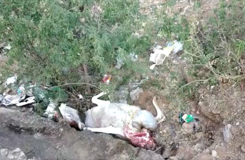 अब नागपहाड़ी पर किया पैंथर ने बछड़े का शिकार