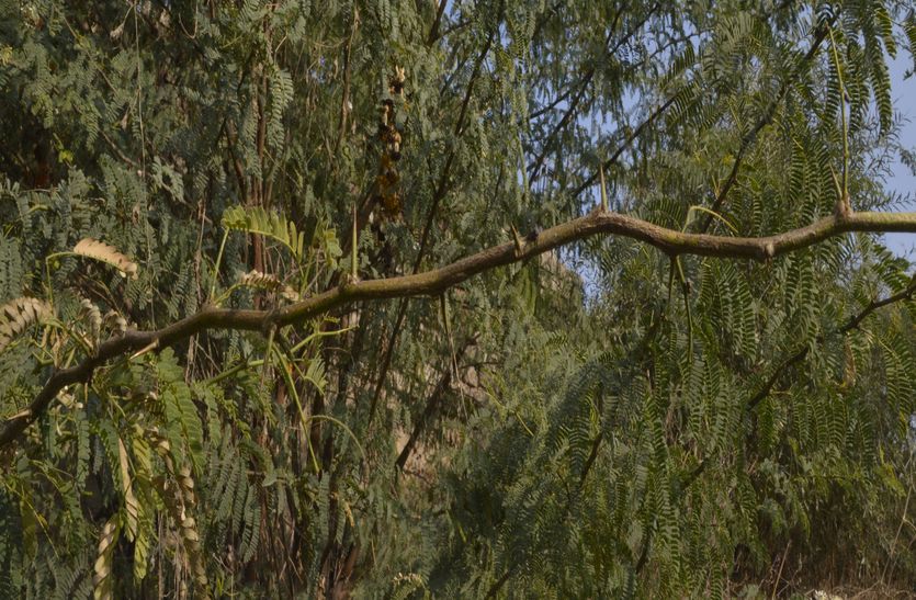 Juliflora will be removed 2500 hectares of forest area in Ajmer